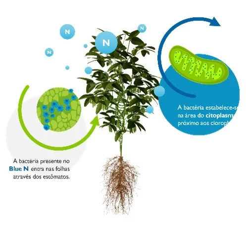 Bacteria do BlueN nas folhas da soja
