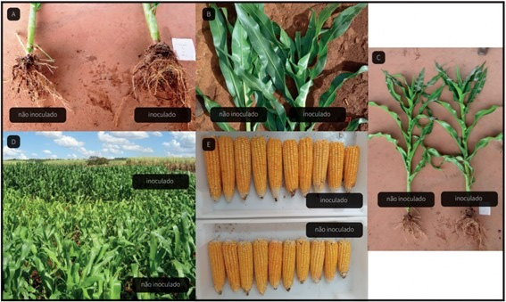 Efeitos da inoculação com as estirpes