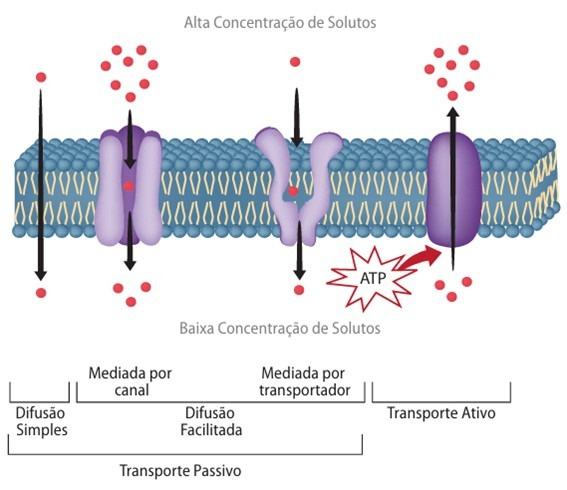 Tipos de transporte de substâncias através da membrana plasmática