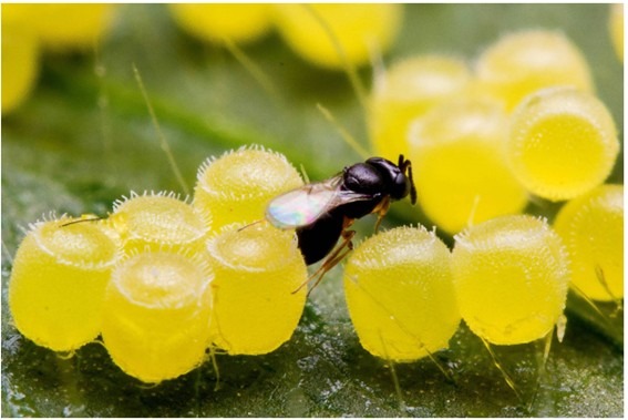 Telenomus podisi parasitando ovos do percevejo Euschistus heros