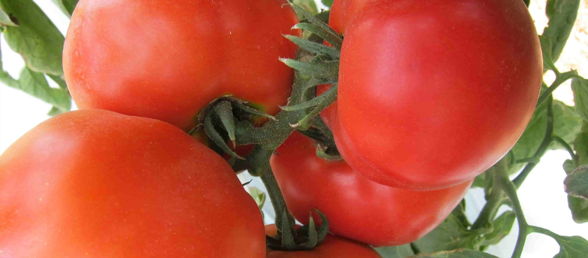 Tomate Tipos, Cultivo e Manejo para Alta Performance