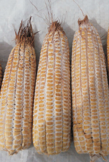 Figura 2. Pudrición blanca de la mazorca. 