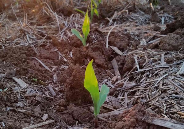 Desarrollo del Maíz